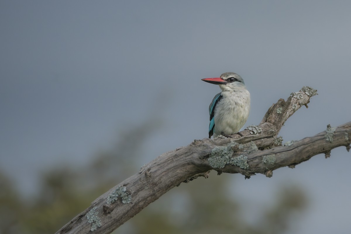 Woodland Kingfisher - ML642823484