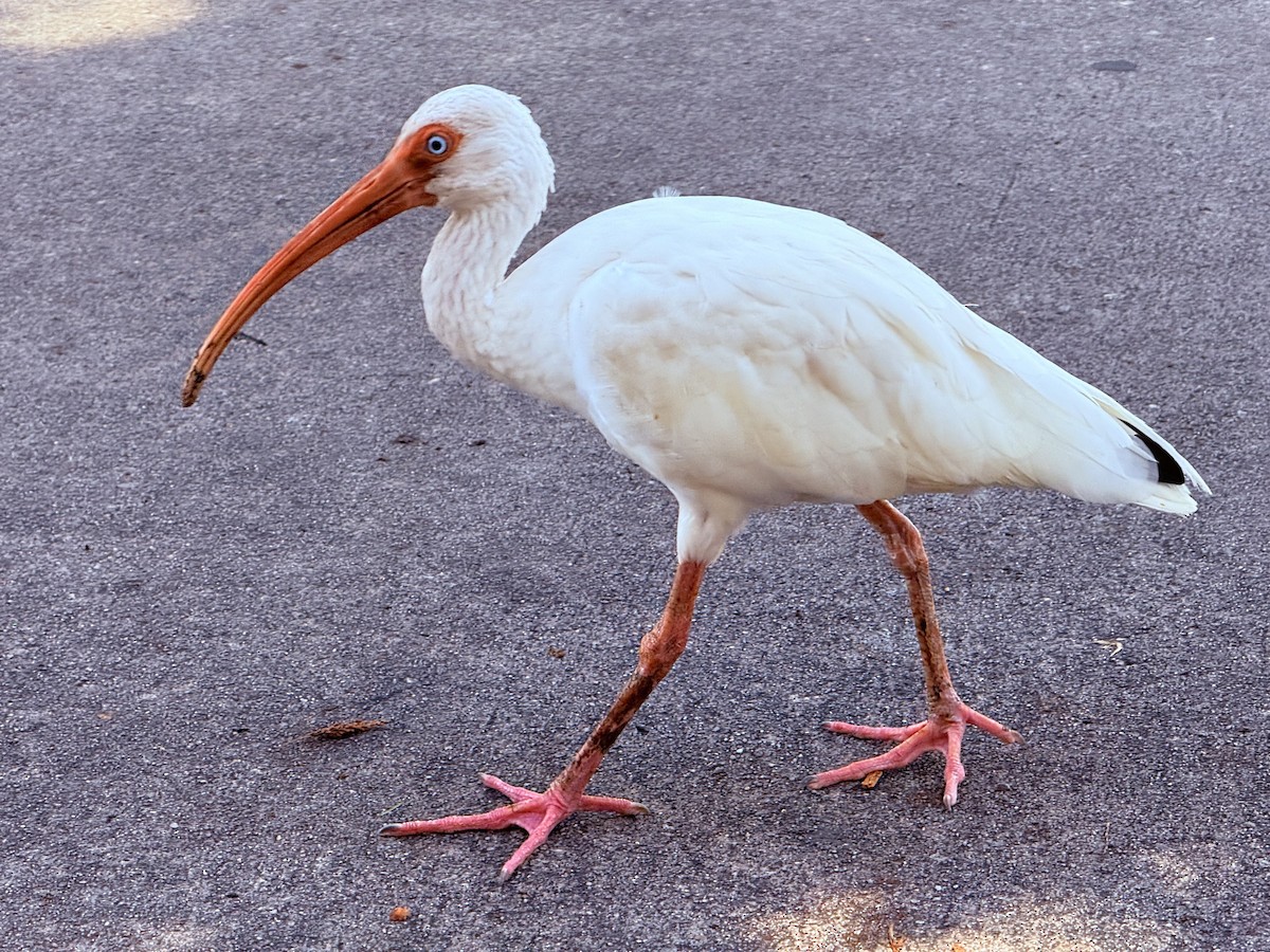 White Ibis - ML642823490