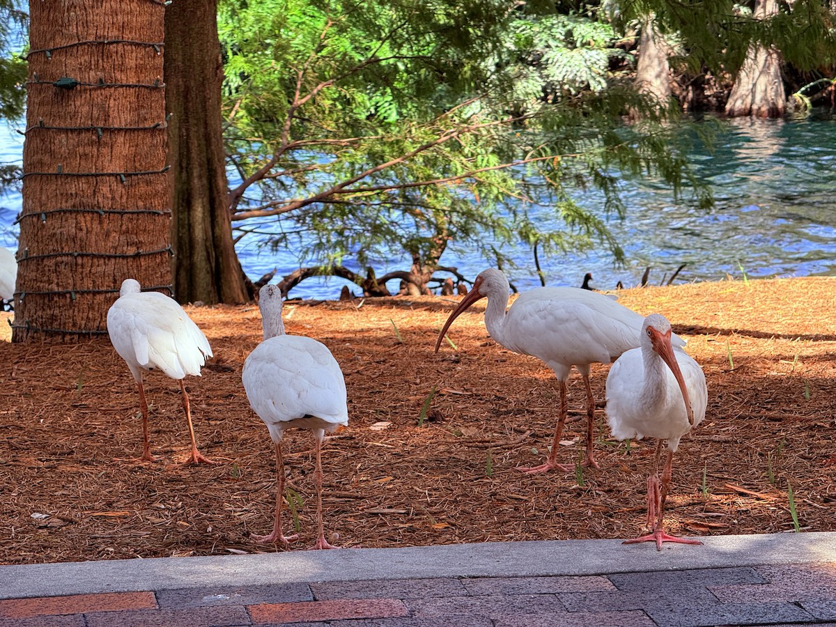 White Ibis - ML642823491