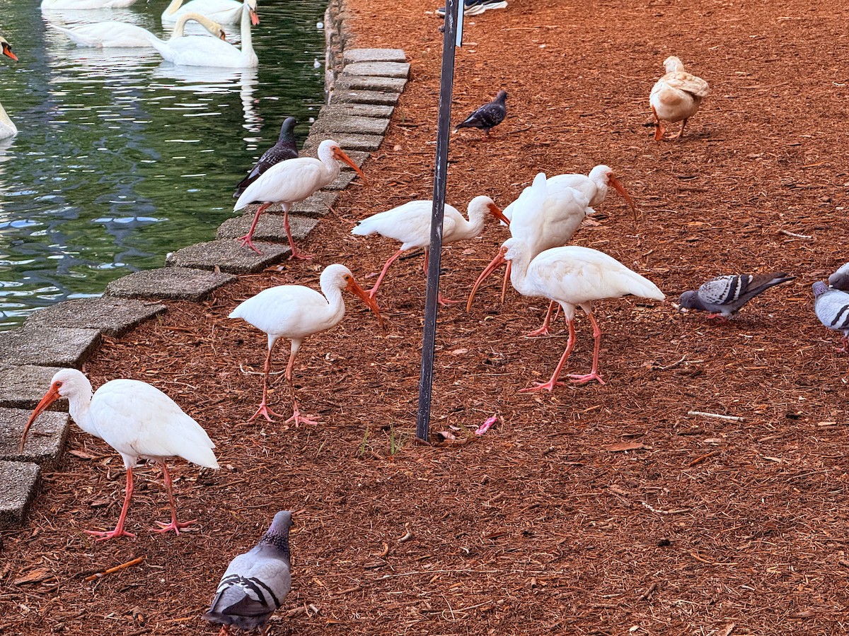 White Ibis - ML642823492
