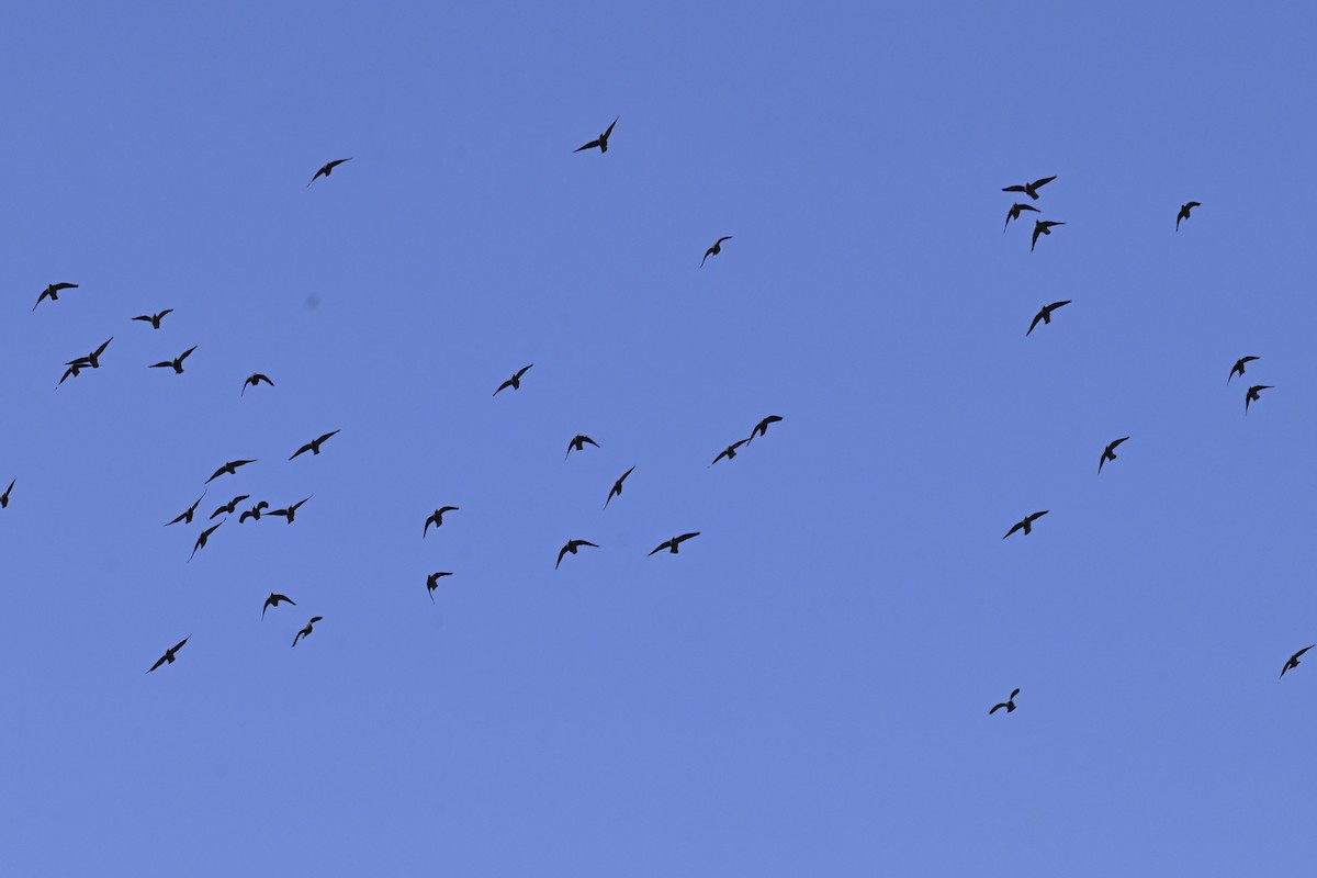 Mourning Dove - ML642823495