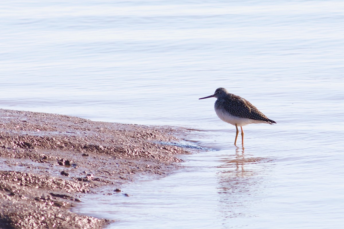 plystresnipe - ML642823496
