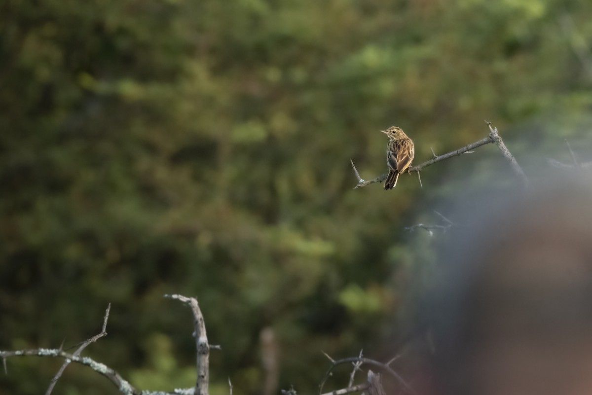 African Pipit - ML642823502