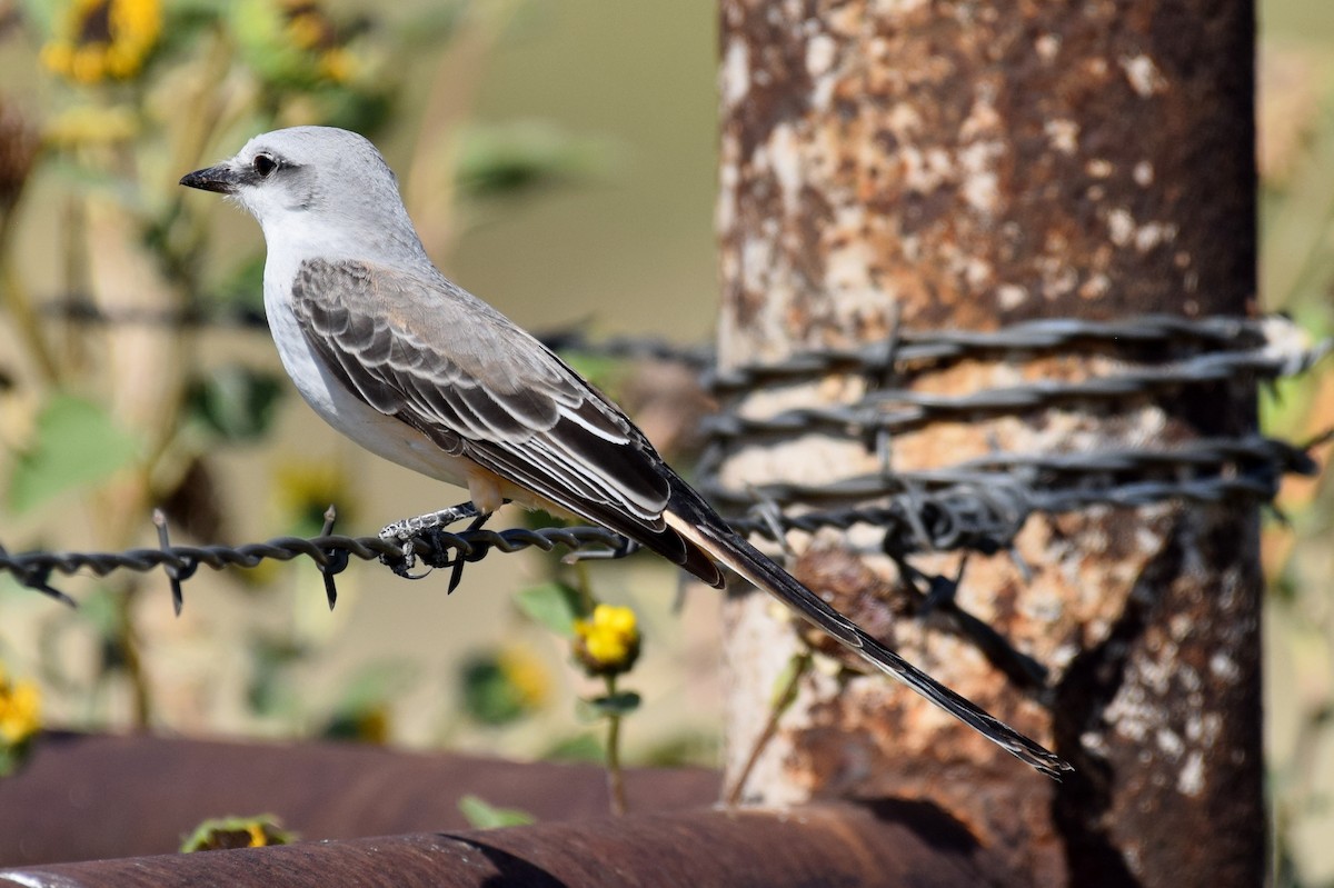 Scissor-tailed Flycatcher - ML642823512