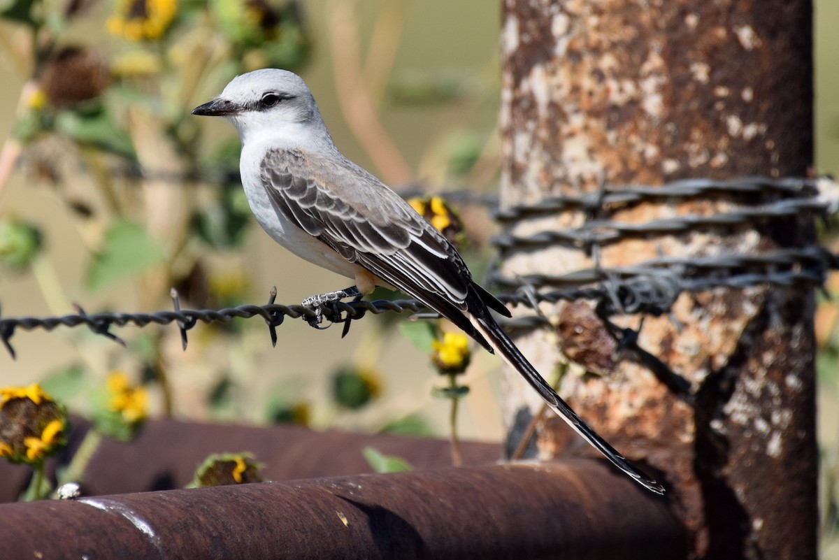 Scissor-tailed Flycatcher - ML642823513