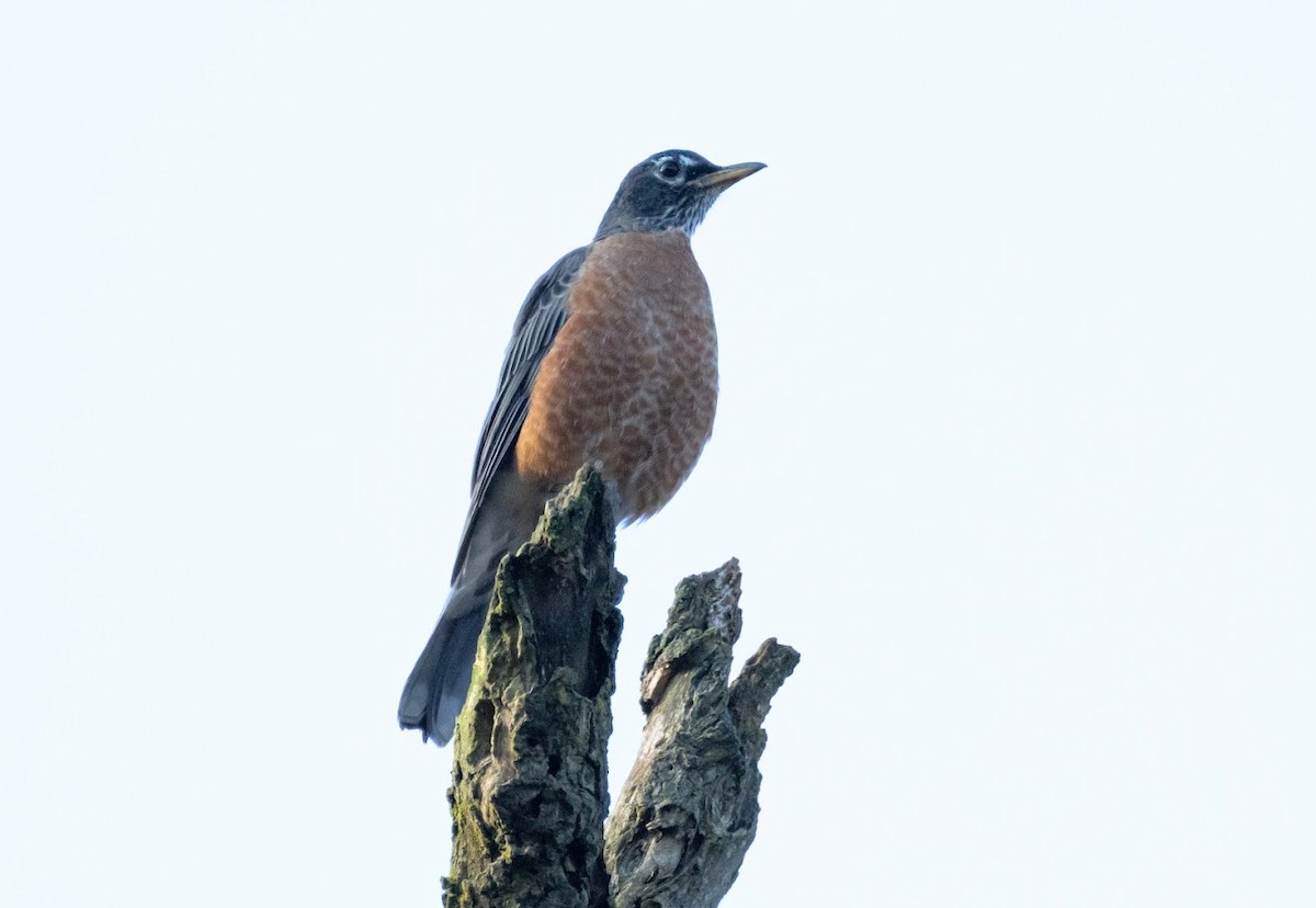 American Robin - ML642823518