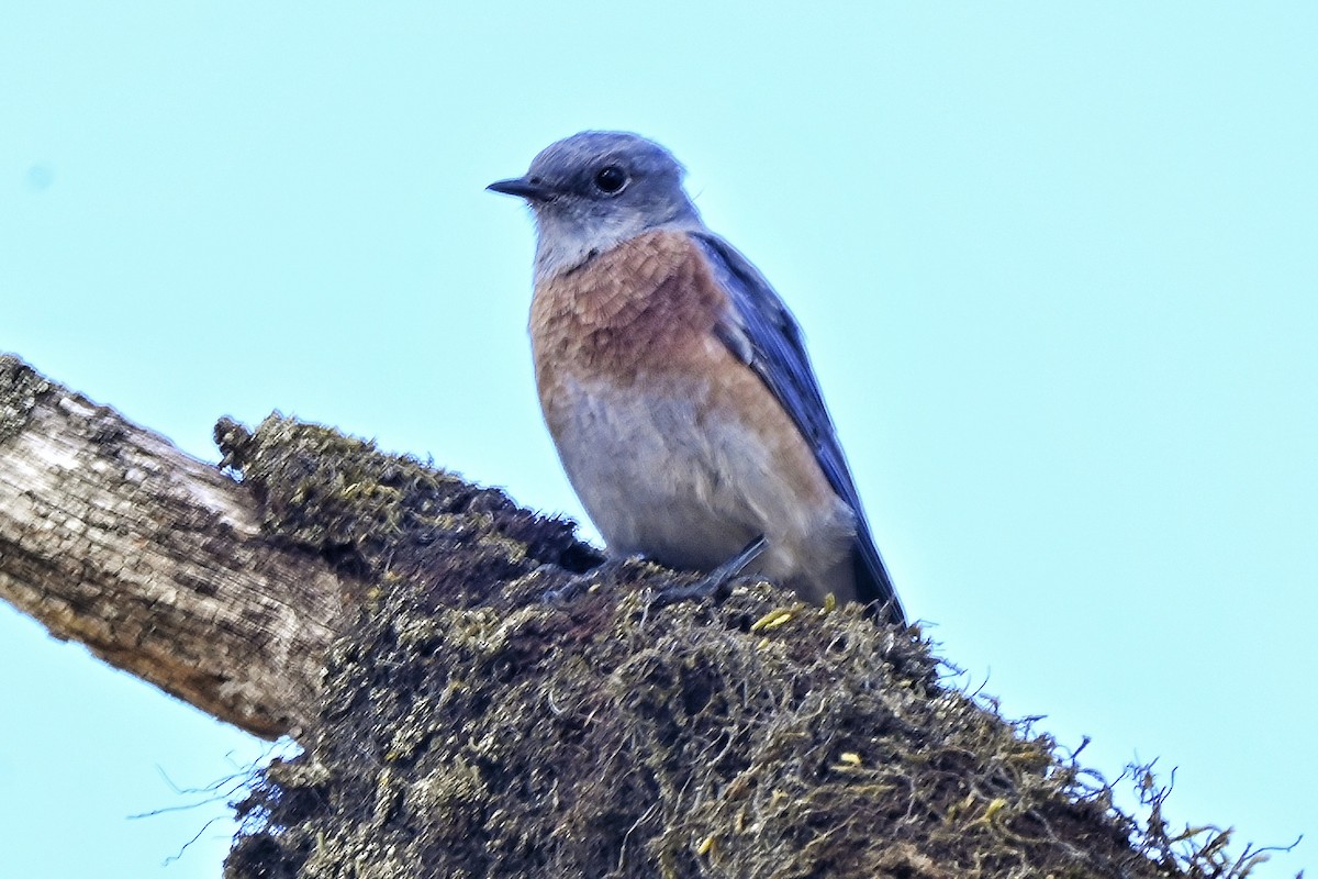 Western Bluebird - ML642823524