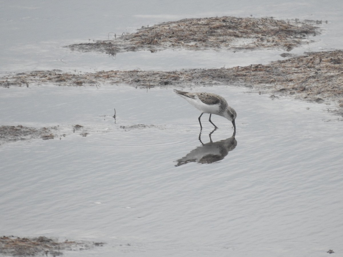 Bécasseau semipalmé - ML642823559
