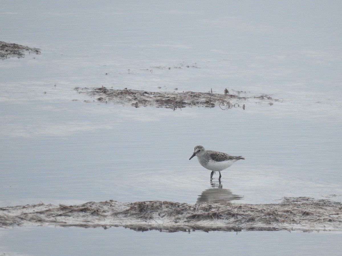 Bécasseau semipalmé - ML642823560