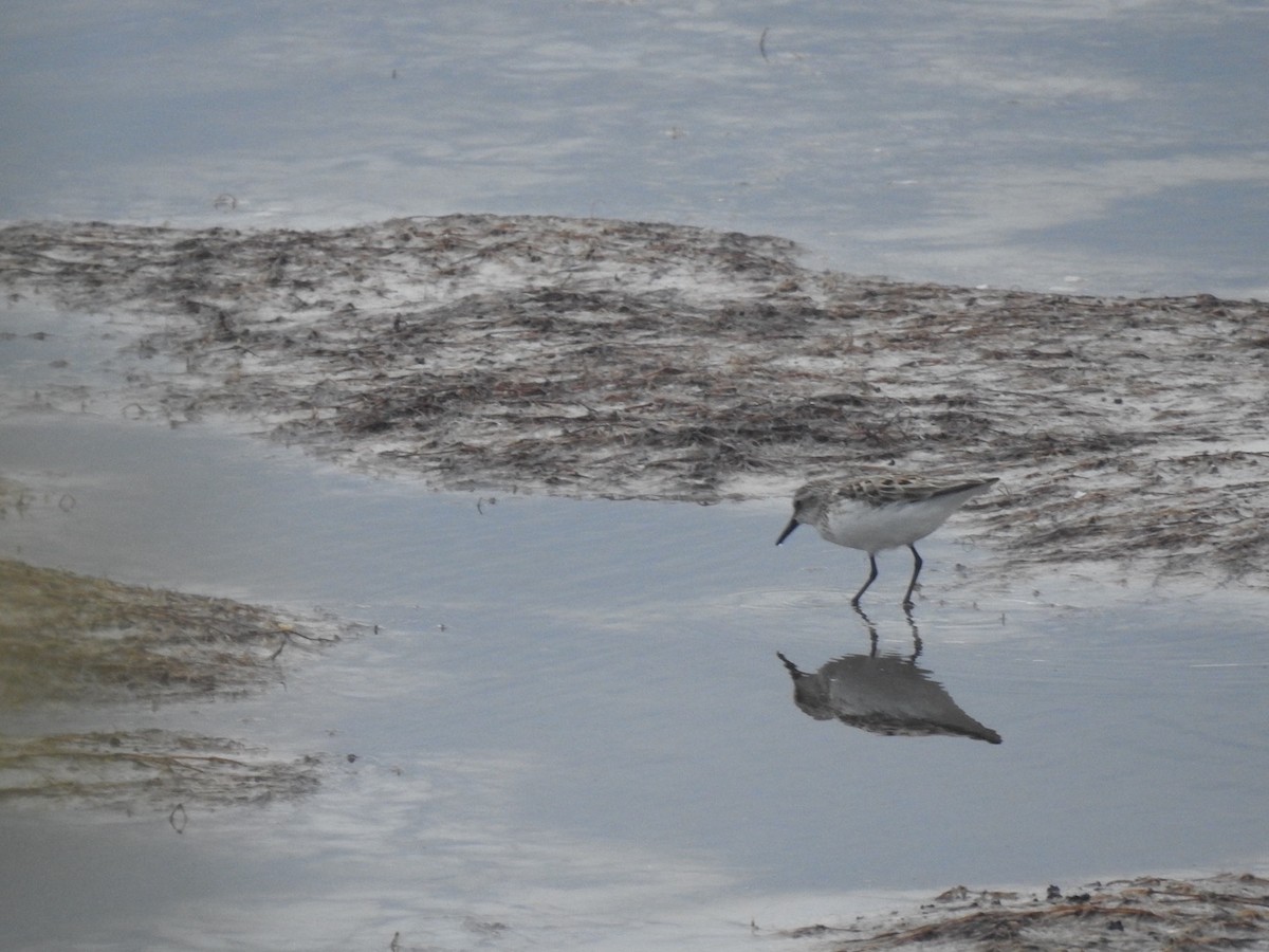 Bécasseau semipalmé - ML642823561