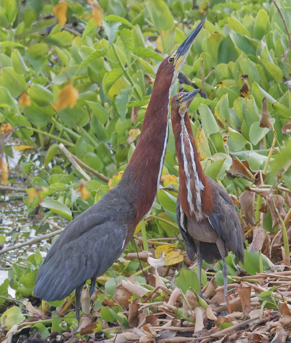 Rufescent Tiger-Heron - ML642823562