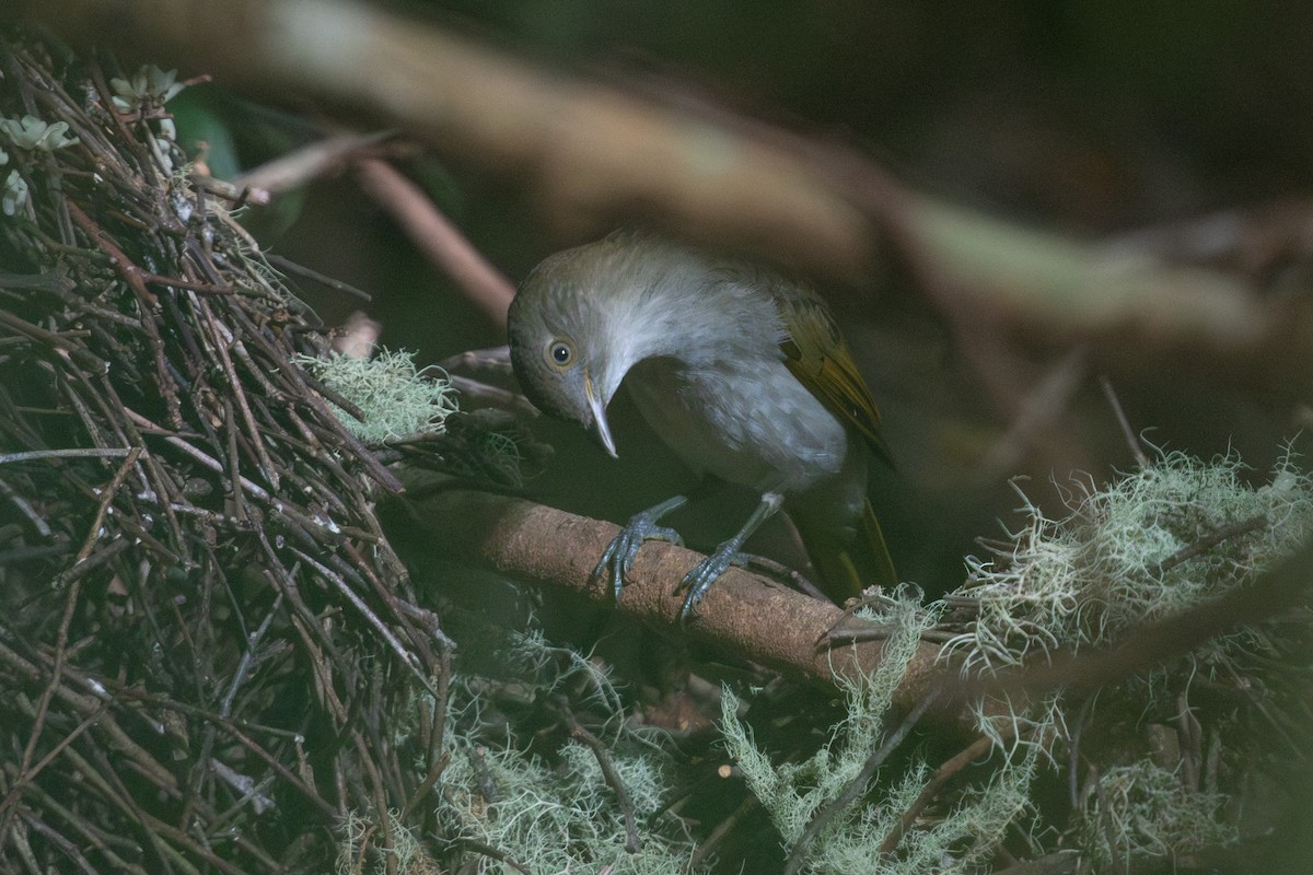 Golden Bowerbird - ML642823563