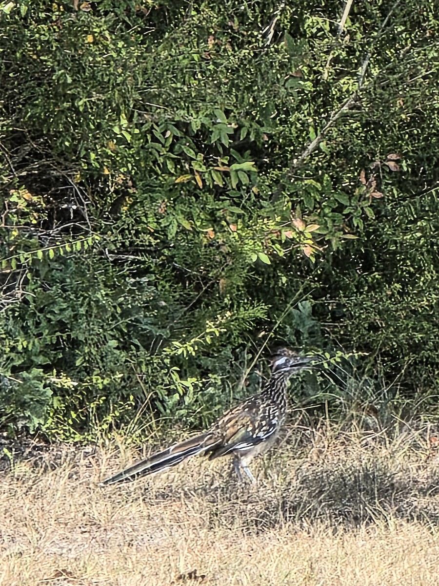 Greater Roadrunner - ML642823566