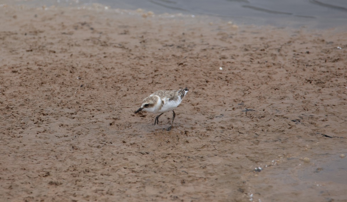 Kentish Plover - ML642823568