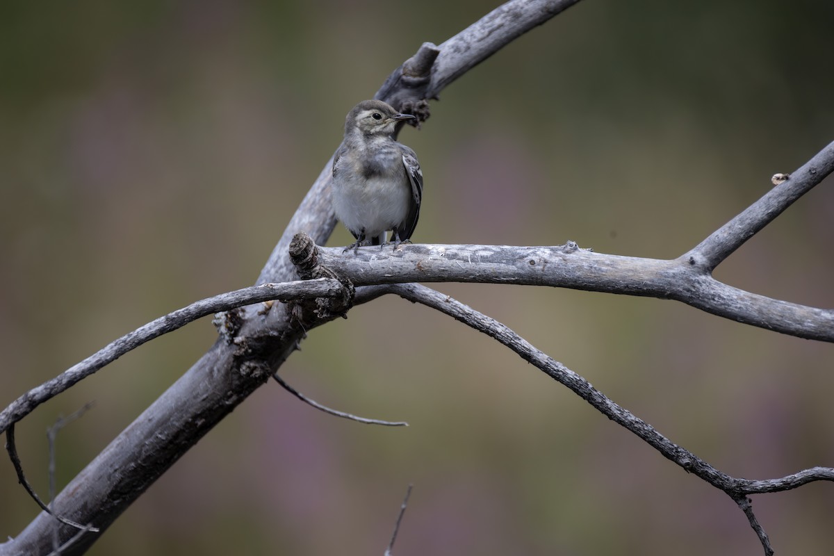 White Wagtail - ML642823570