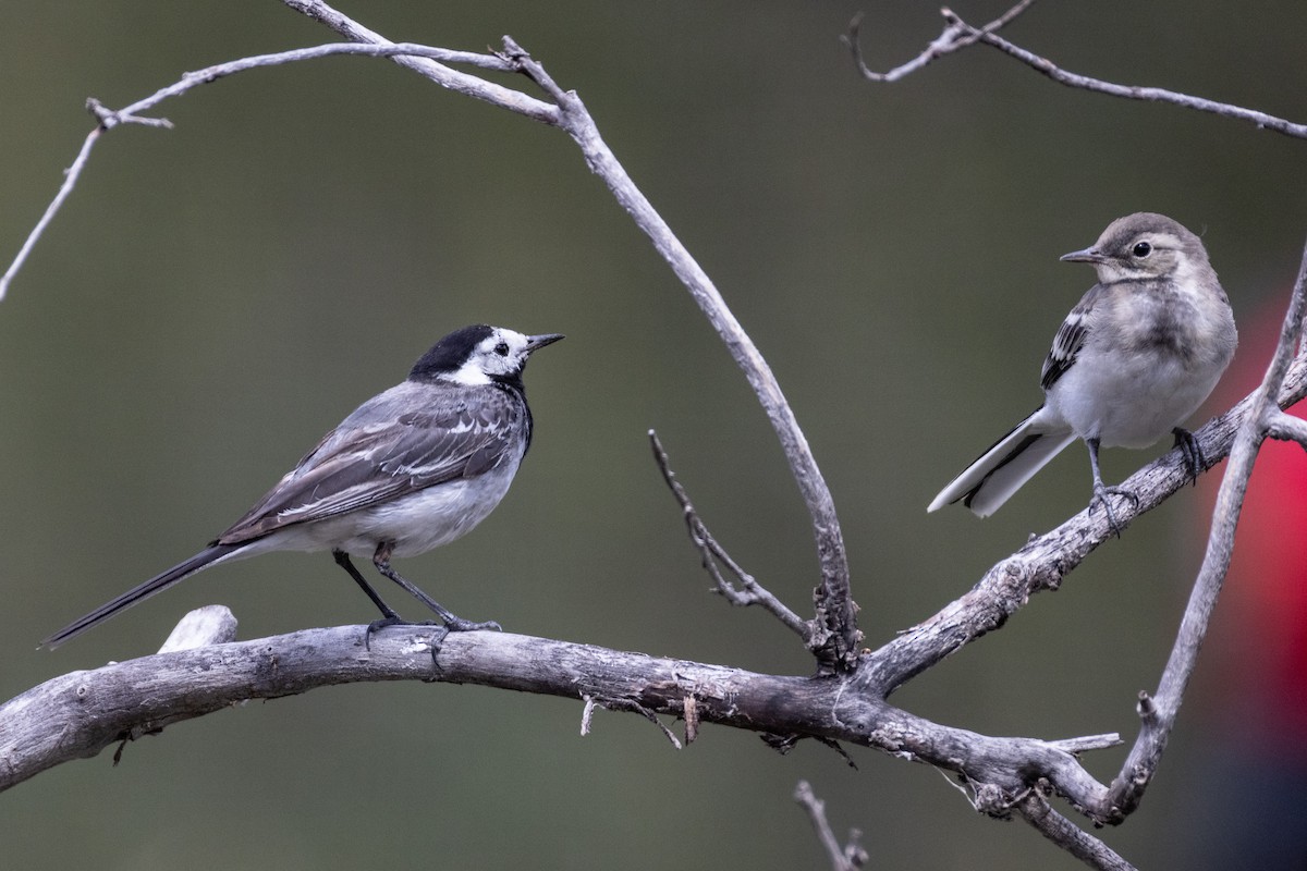White Wagtail - ML642823571