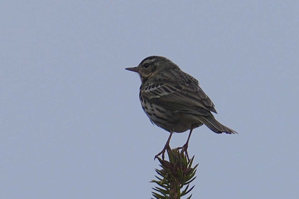 sibirpiplerke - ML642823590
