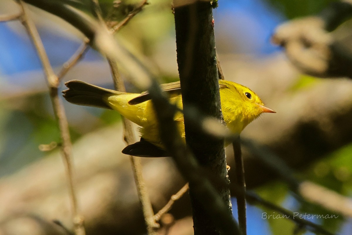 Wilson's Warbler - ML642823596