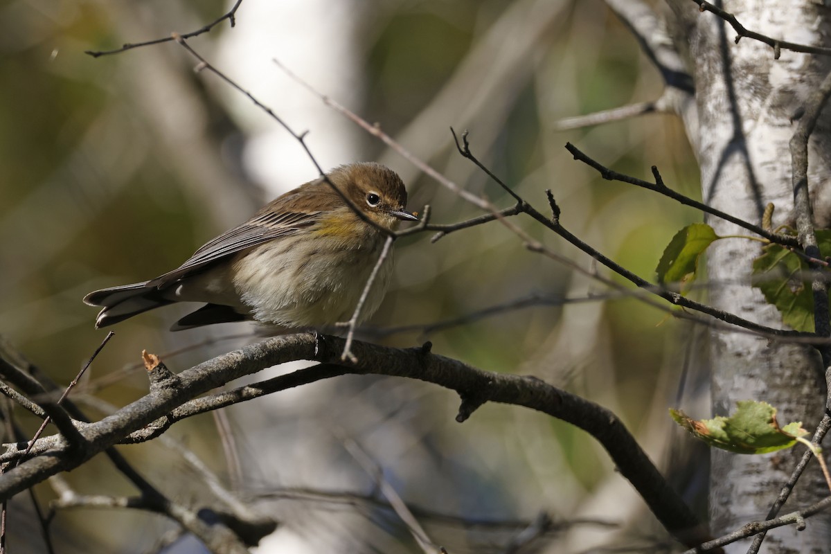 Пісняр-лісовик жовтогузий (підвид coronata) - ML642823600
