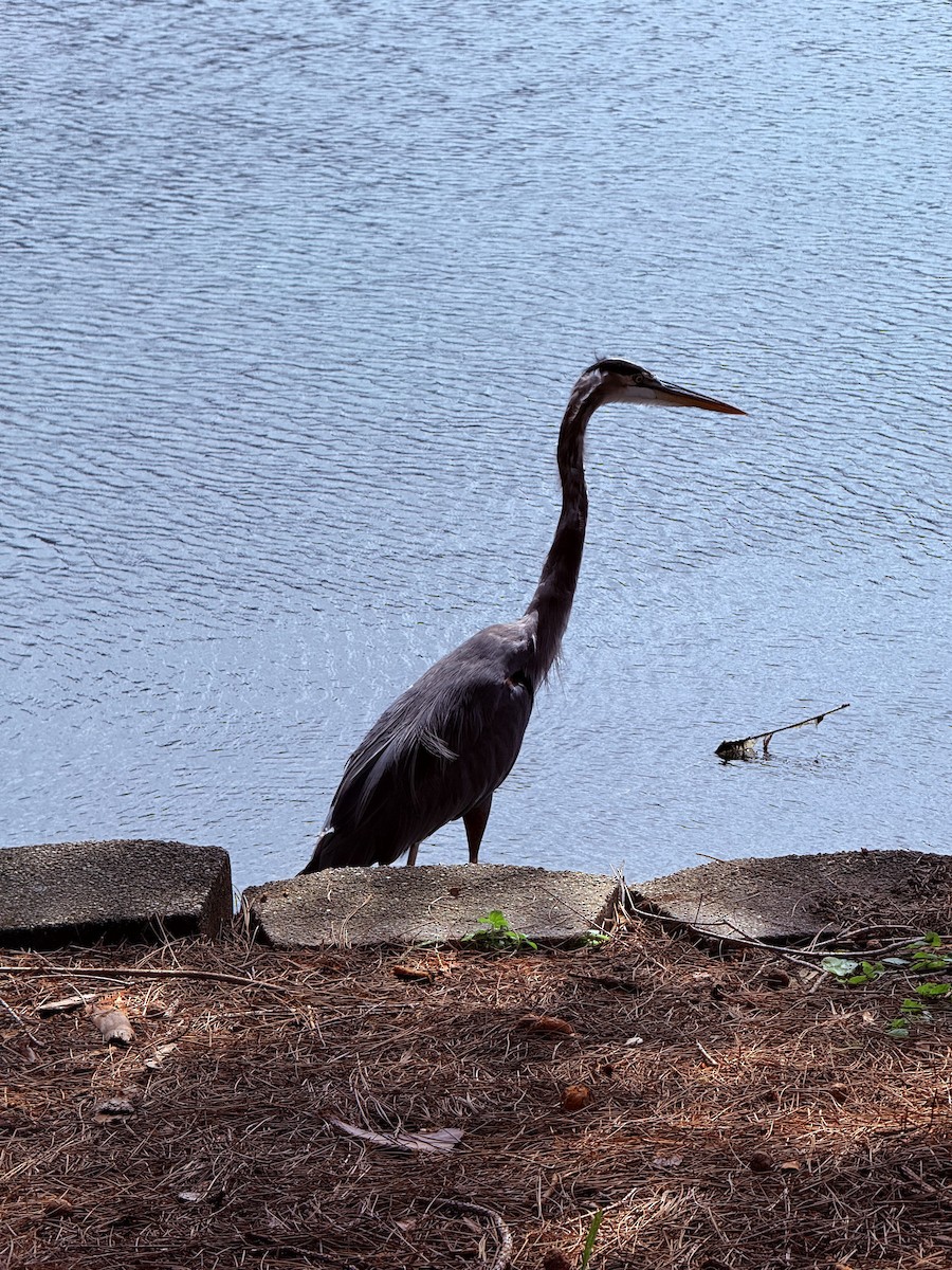 Great Blue Heron - ML642823602