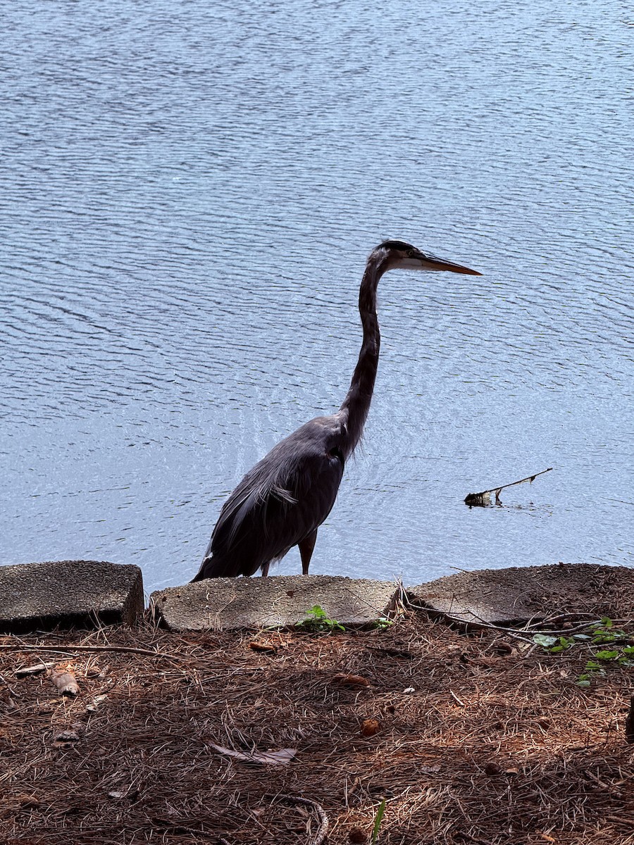 Great Blue Heron - ML642823603