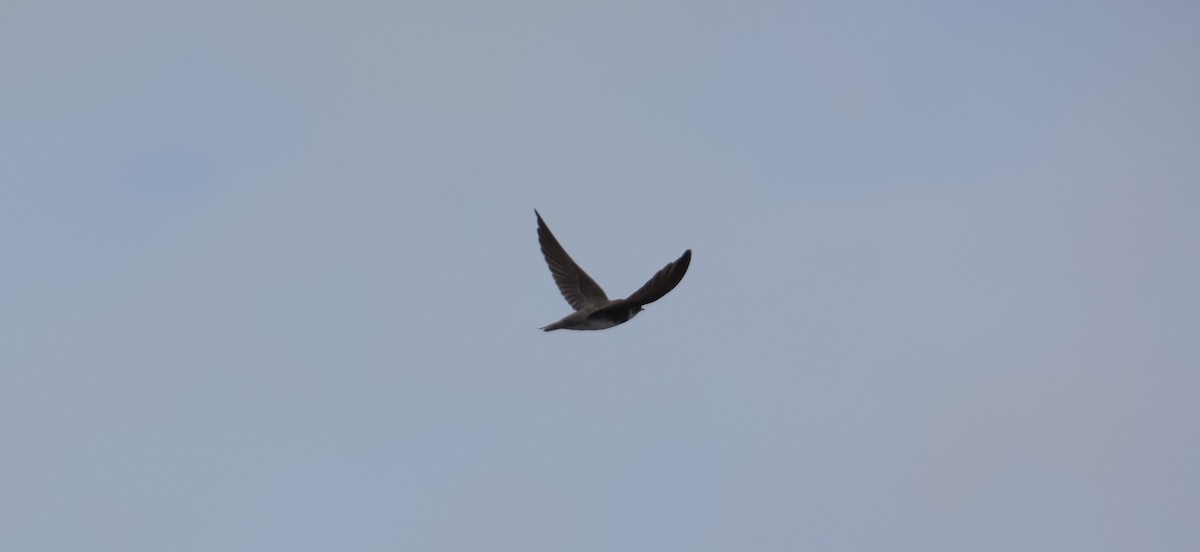 Bank Swallow - ML642823623