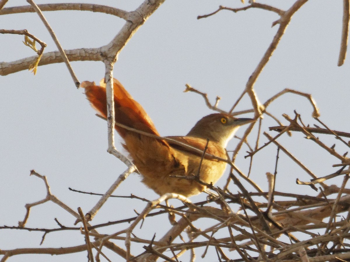Greater Thornbird - ML642823626