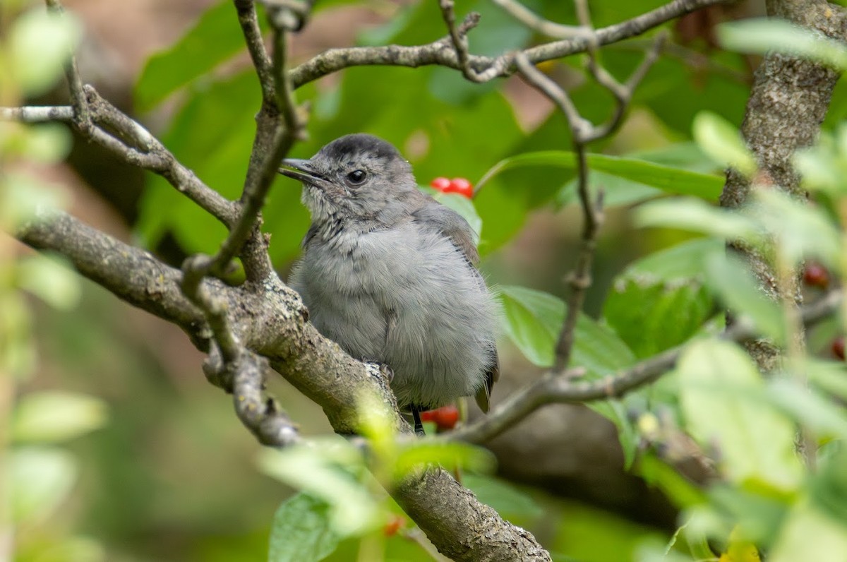 Gray Catbird - ML642823629
