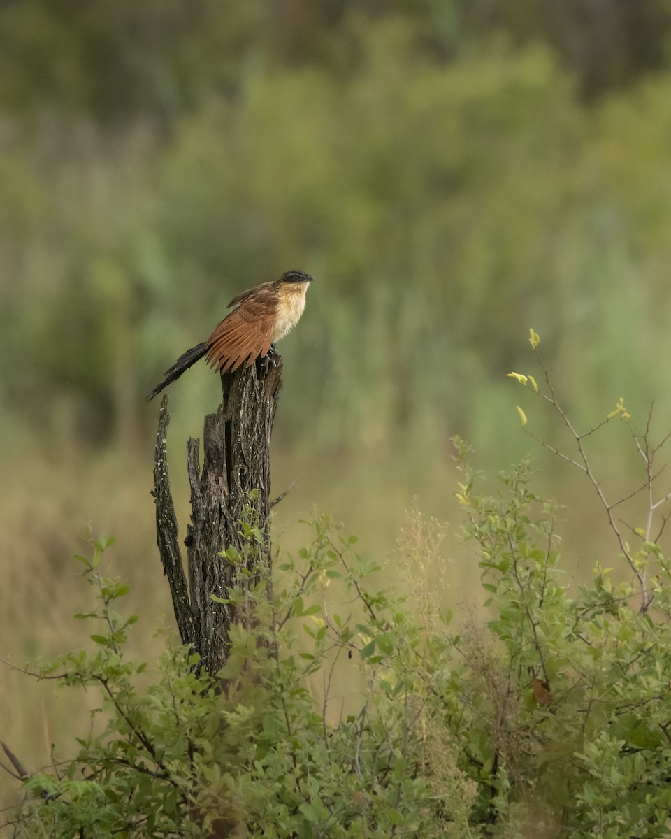 Burchell's Coucal - ML642823635