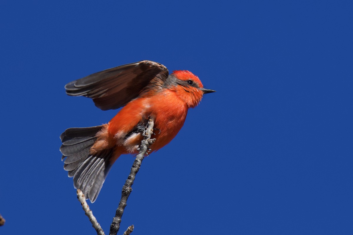 Vermilion Flycatcher - ML642823642
