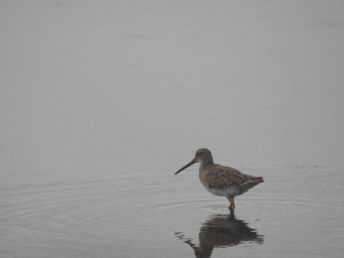 Short-billed Dowitcher - ML642823644