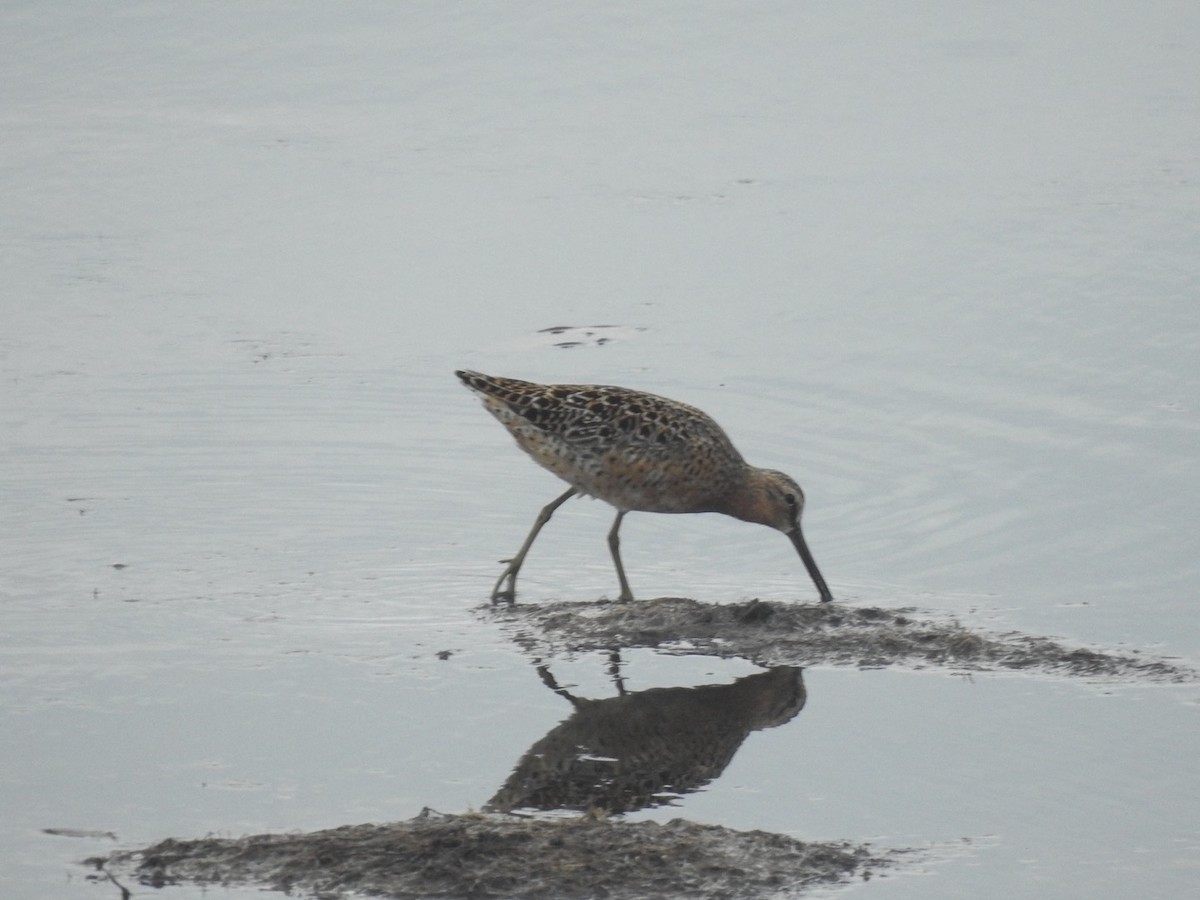 Short-billed Dowitcher - ML642823646