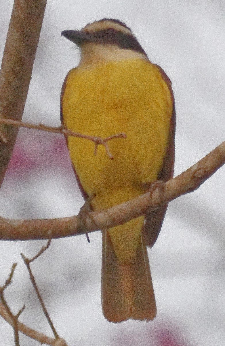 Great Kiskadee - ML642823647