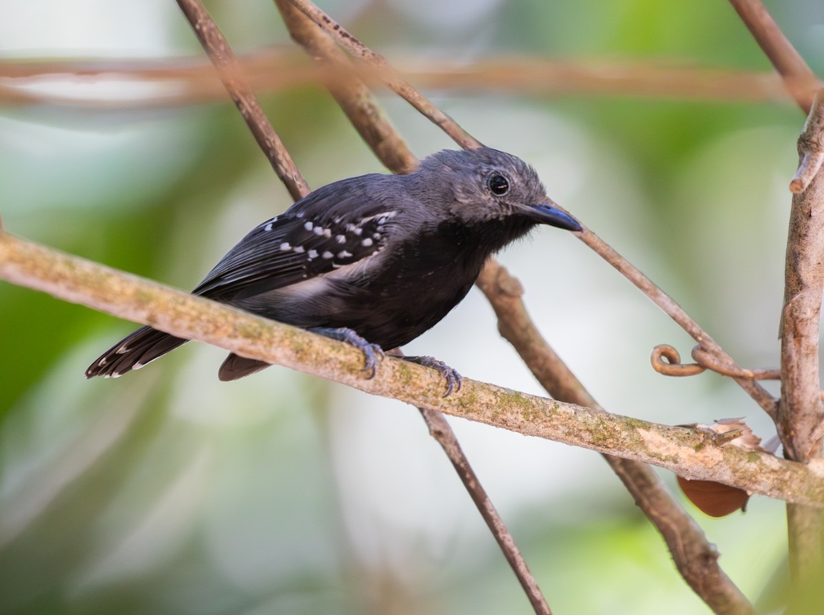 White-flanked Antwren - ML642823648