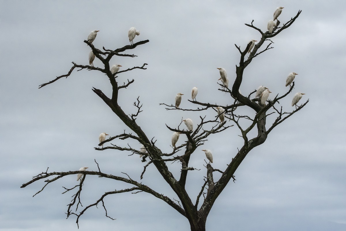Western Cattle-Egret - ML642823649