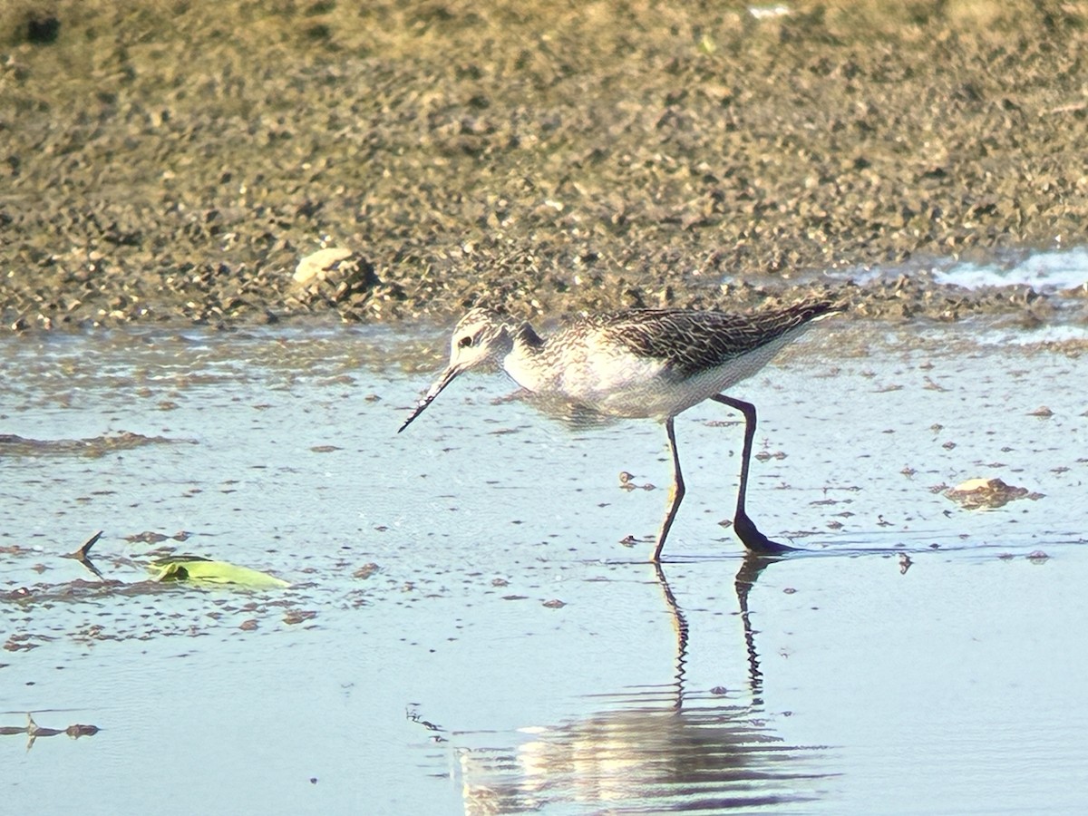 Marsh Sandpiper - ML642823650