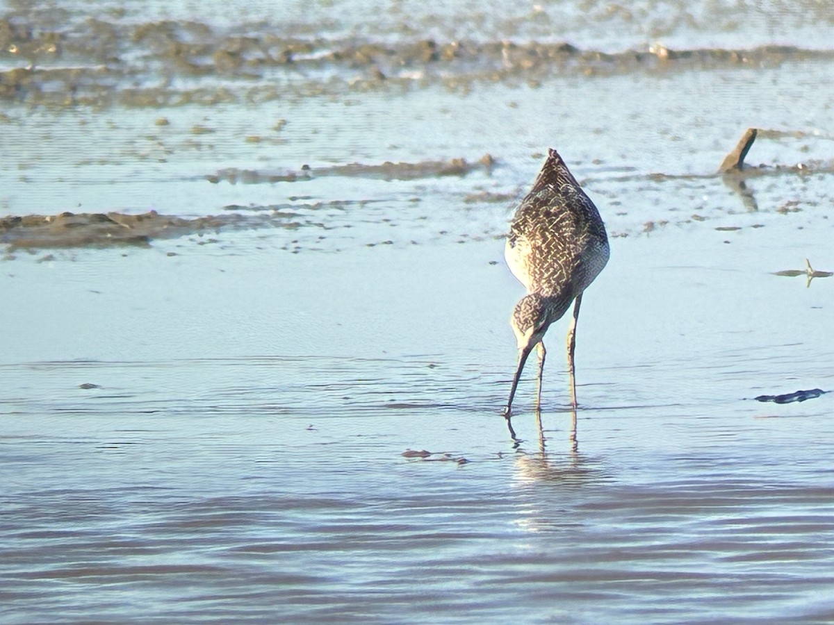 Marsh Sandpiper - ML642823651