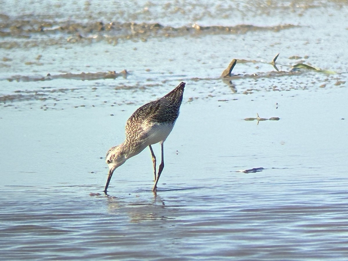 Marsh Sandpiper - ML642823652