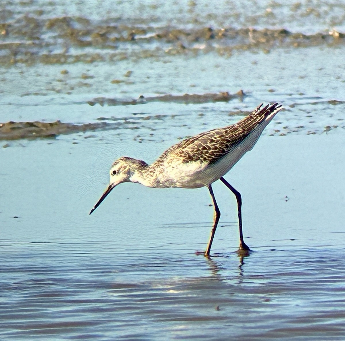 Marsh Sandpiper - ML642823653