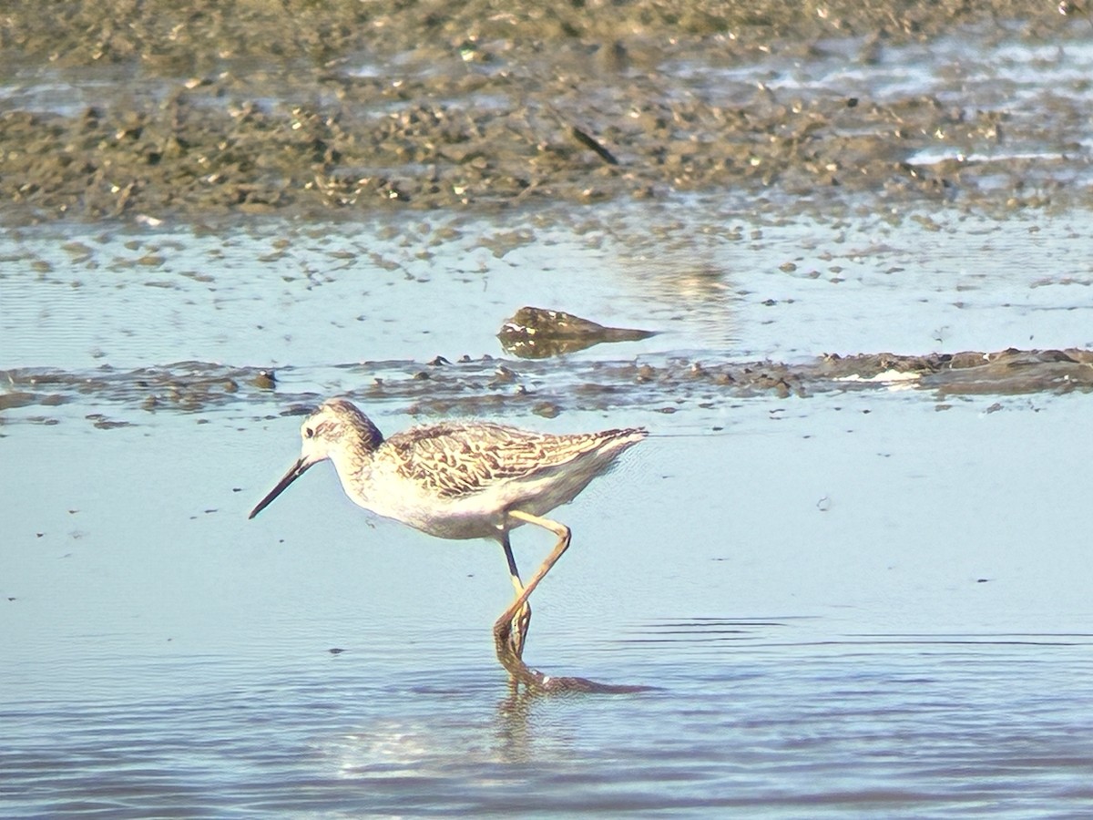 Marsh Sandpiper - ML642823654