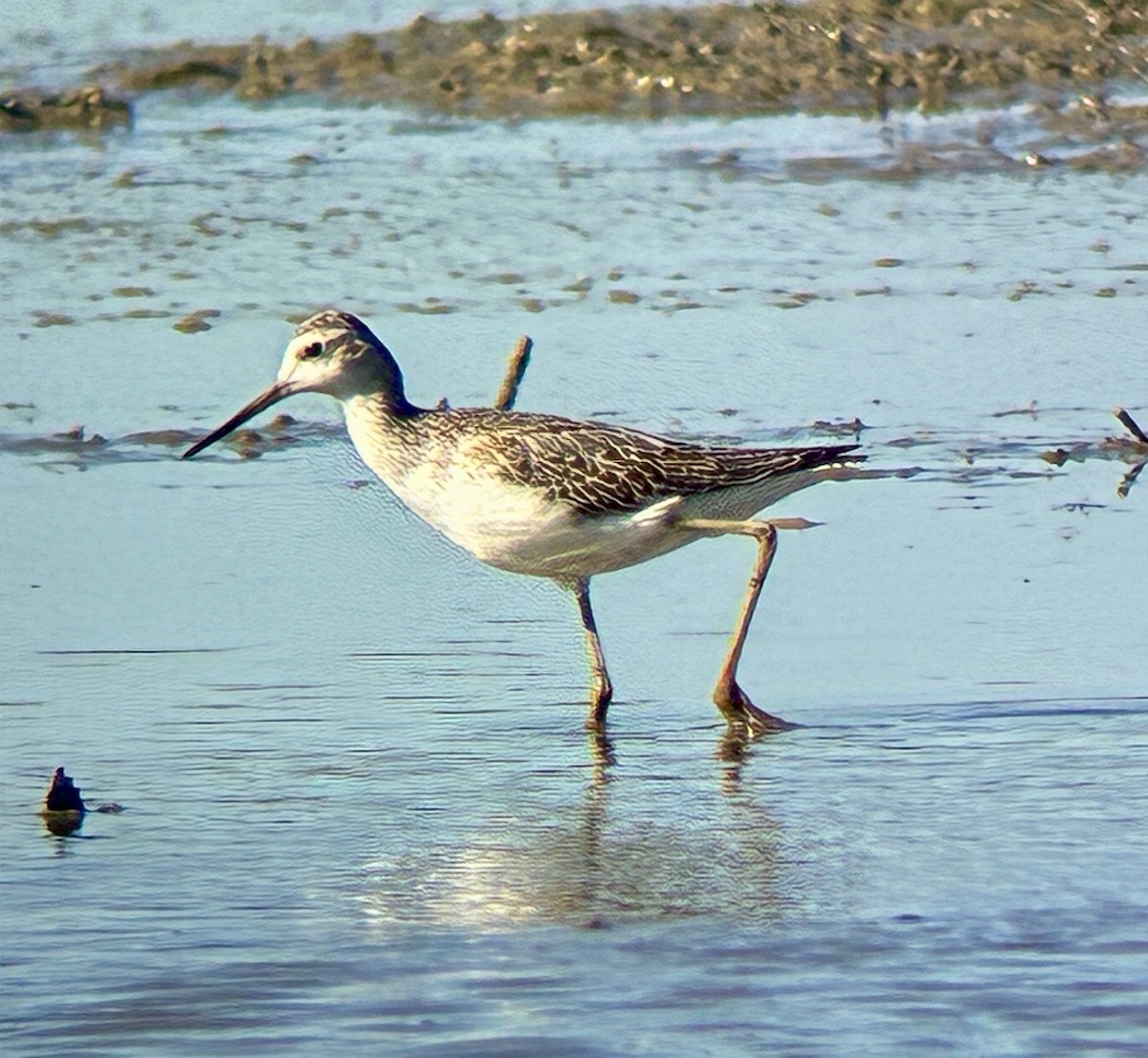 Marsh Sandpiper - ML642823655