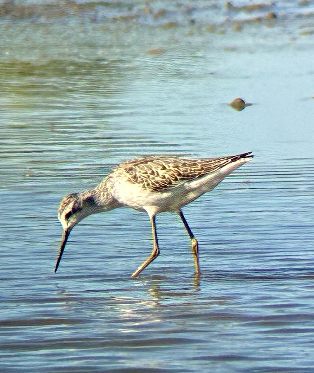 Marsh Sandpiper - ML642823656