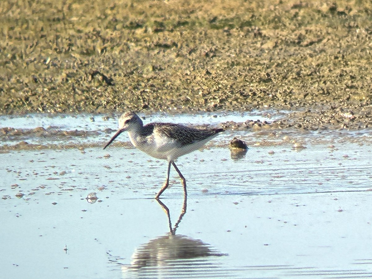 Marsh Sandpiper - ML642823657