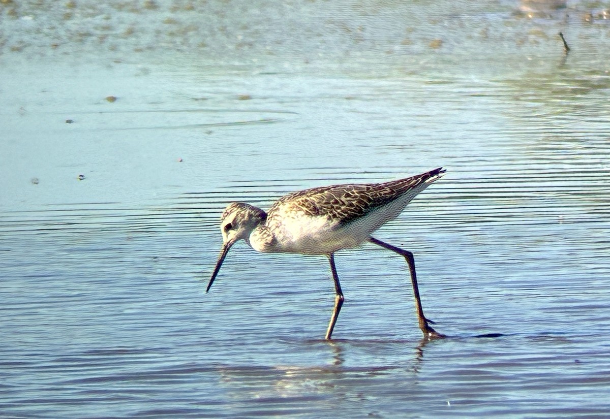 Marsh Sandpiper - ML642823658