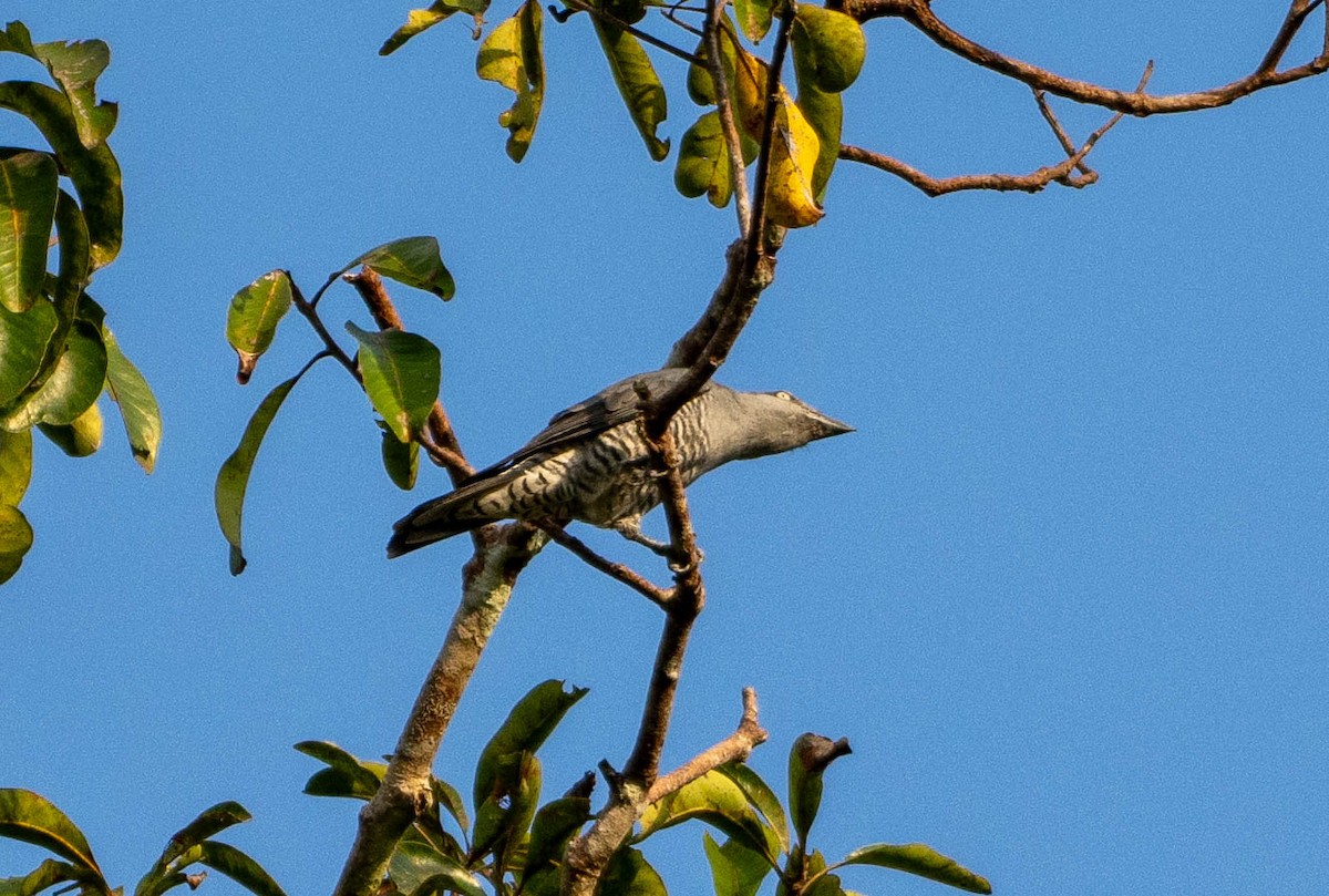 Bar-bellied Cuckooshrike - ML642823659