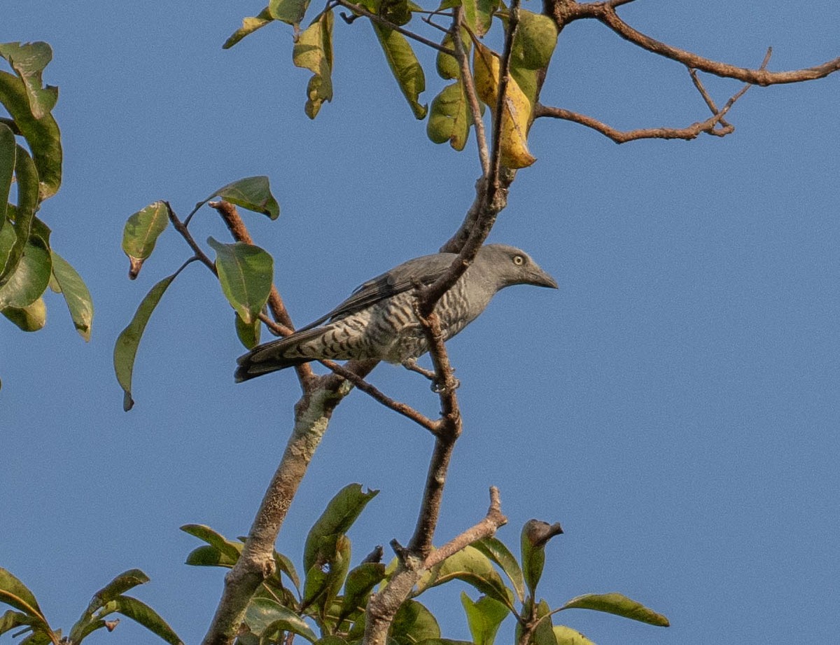 Bar-bellied Cuckooshrike - ML642823660