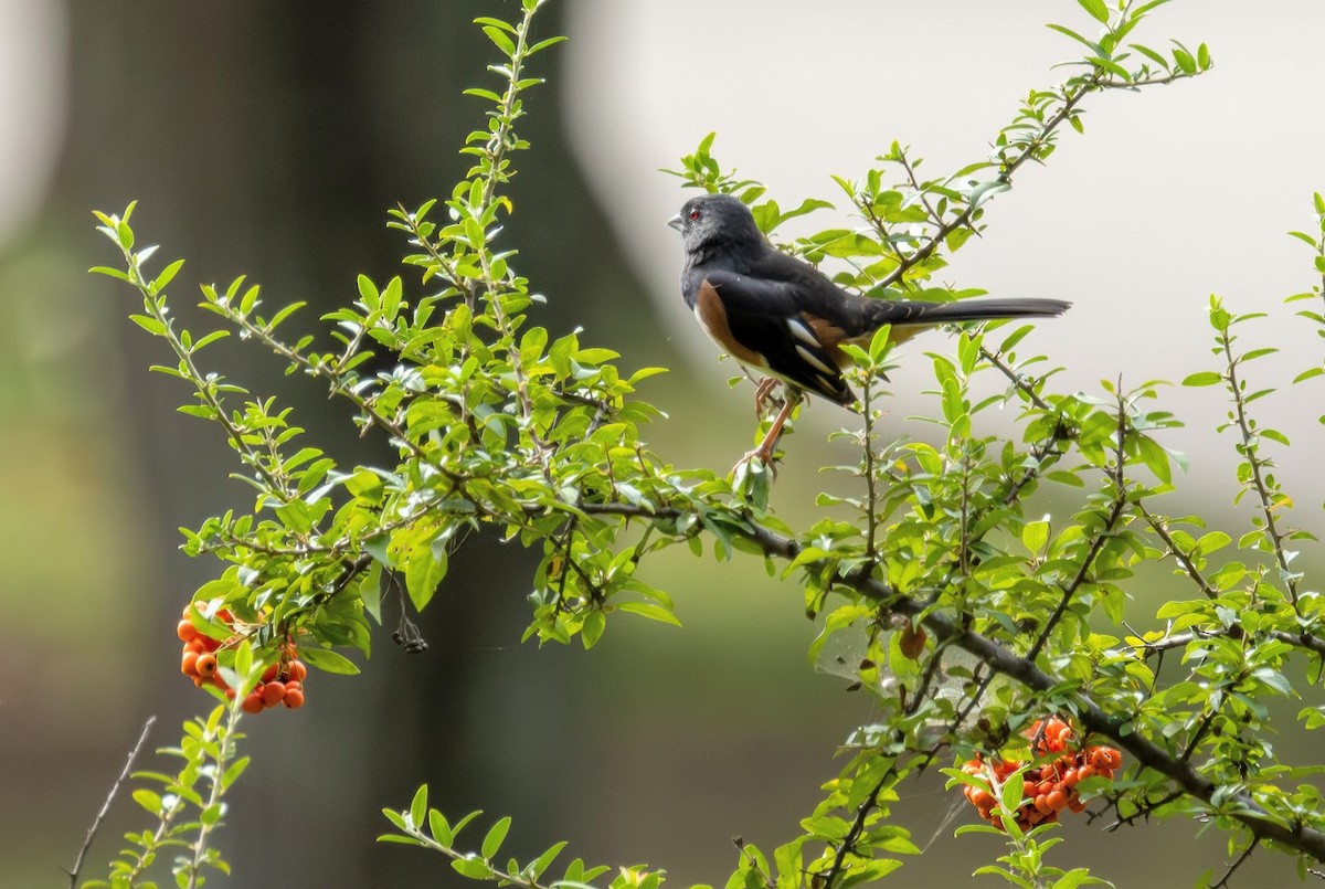 Eastern Towhee - ML642823661