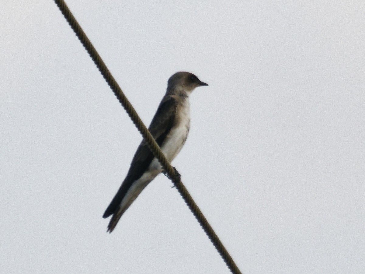 Brown-chested Martin - ML642823664