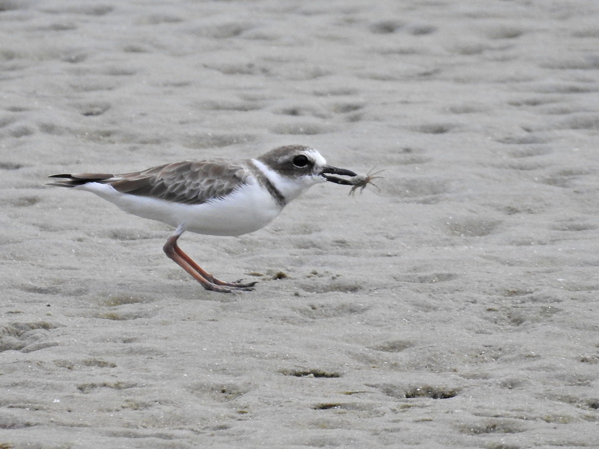 Wilson's Plover - ML642823670