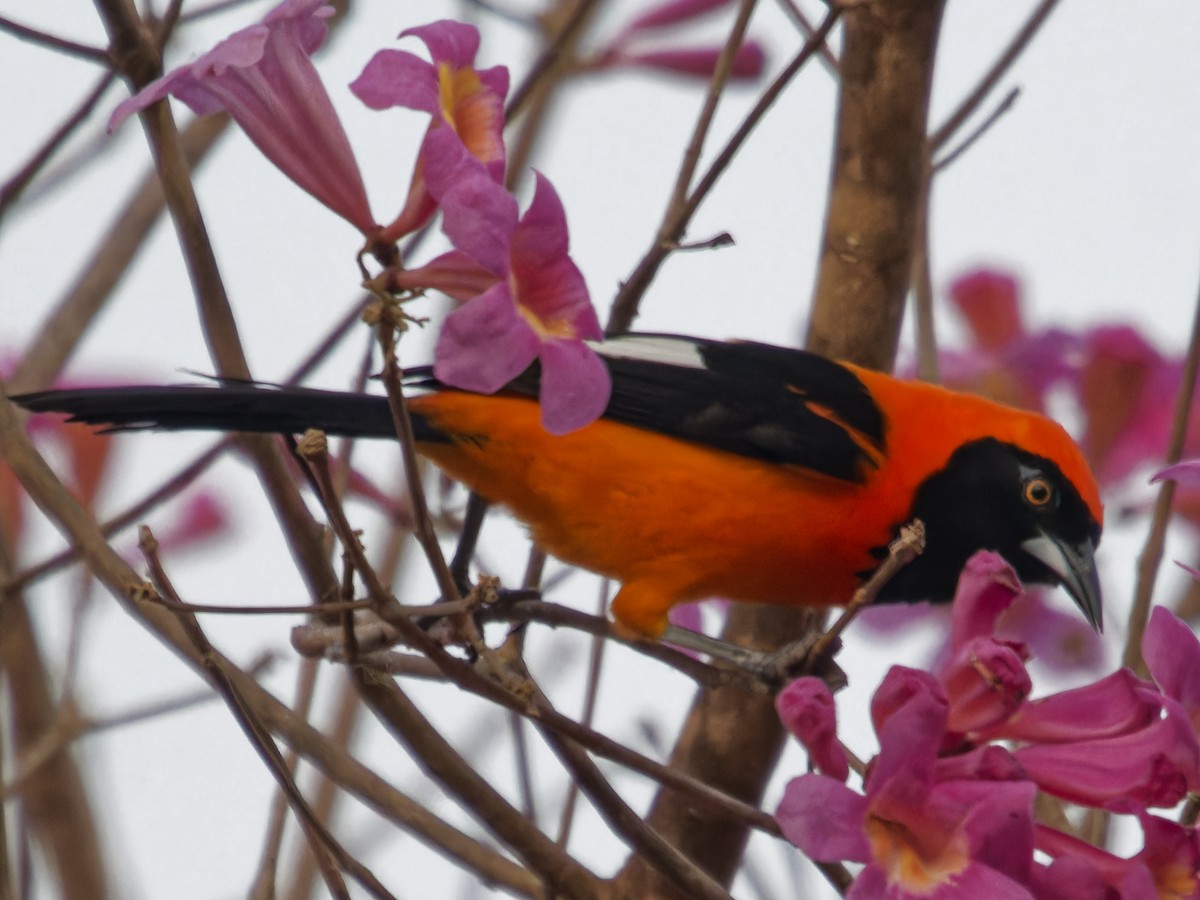Orange-backed Troupial - ML642823671